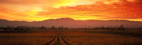 Framed Sunset over Napa Valley Print