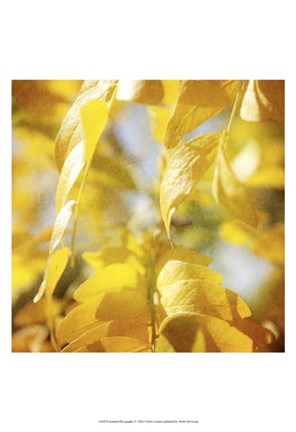 Framed Autumn Photography V Print