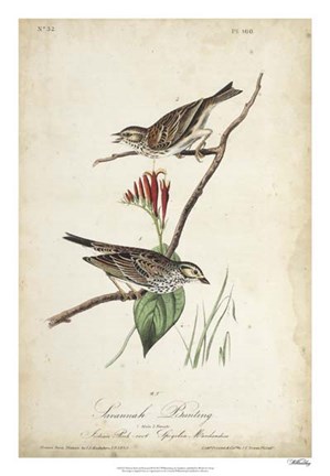Framed Delicate Bird and Botanical III Print