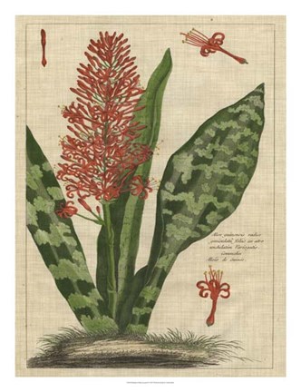 Framed Botanical Study on Linen I Print