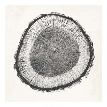 Framed Tree Ring II Print