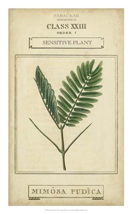Framed Linnaean Botany IV Print