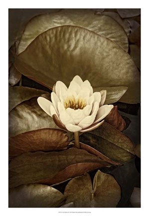 Framed Lily Pad Duo II Print