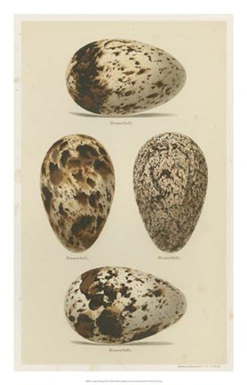Framed Antique Bird Egg Study VI Print