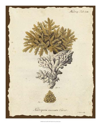 Framed Natura Coral III Print