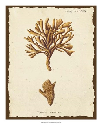 Framed Natura Coral IV Print