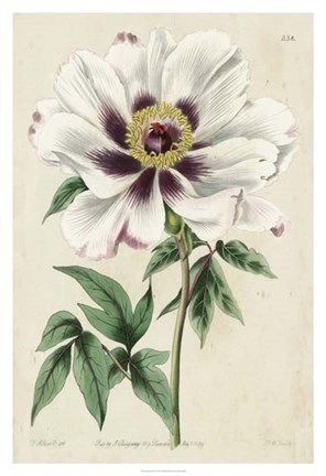 Framed Imperial Floral II Print