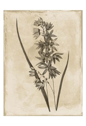 Framed Floral Earthtone Print