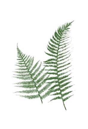 Framed Green Ferns Print