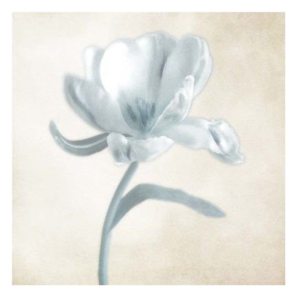 Framed Blue Ivory Blossom 1 Print