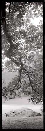 Framed Hampton Field Tree I Print