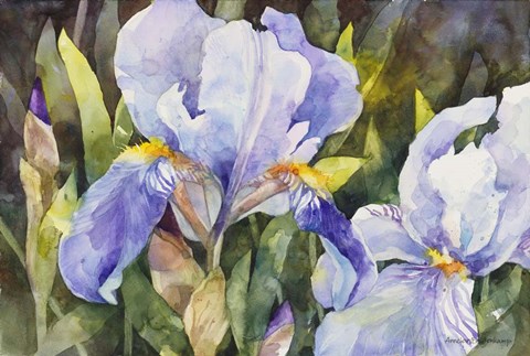 Framed Purple Iris Closeup Print