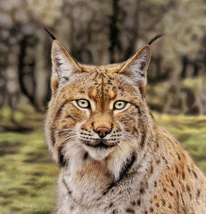 Framed Lynx Print