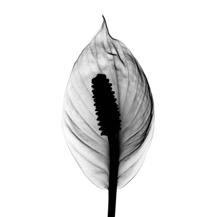 Framed Spathyphyllum X-Ray Print