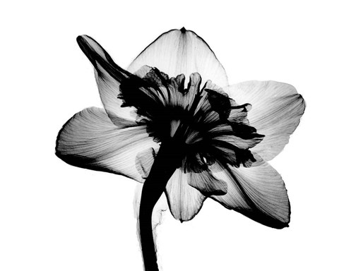 Framed Daffodil #1 X-Ray Print
