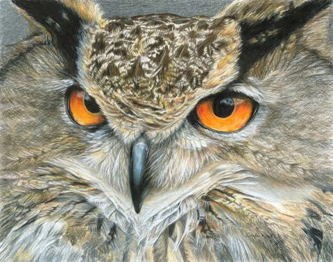 Framed Orange-Eyed Owl Print