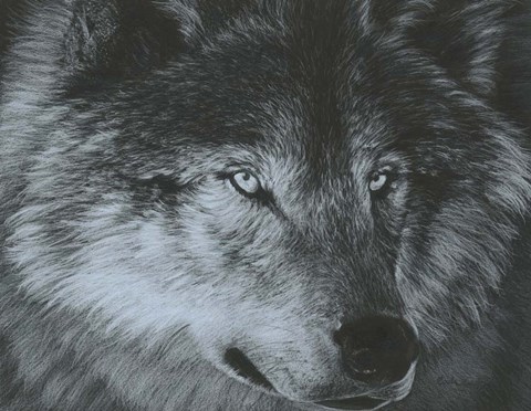 Framed Dark Wolf Print
