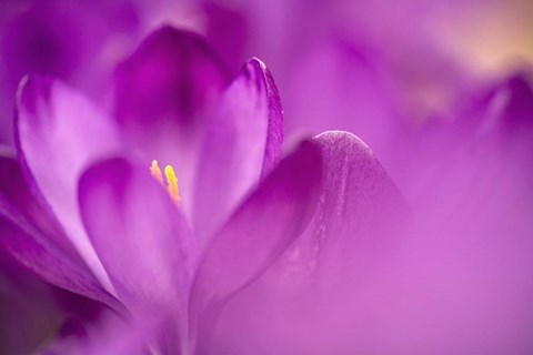 Framed Purple Flower Study Print