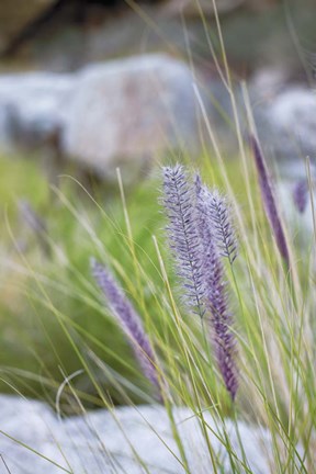 Framed Purple Wild Grass I Print