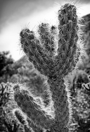 Framed Cactus Close-up Print