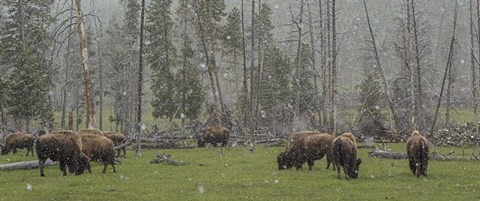 Framed Bison Grazing in Snow Print