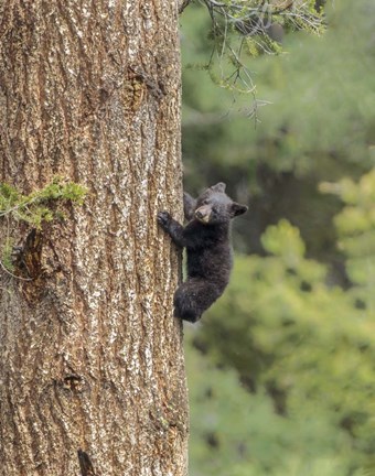 Framed Black Bear Cub Climbing Print