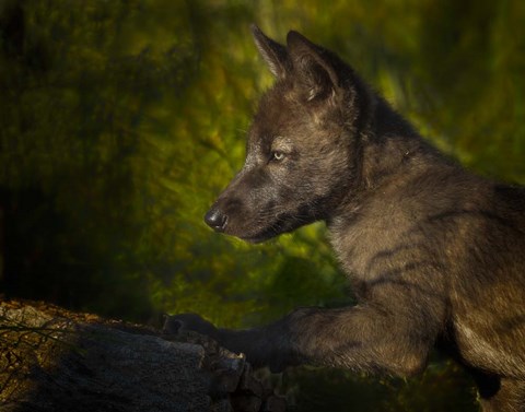 Framed Black Wolf Pup Print