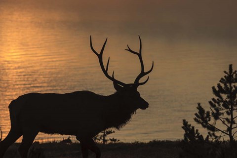 Framed Bull Elk at Sunrise Print