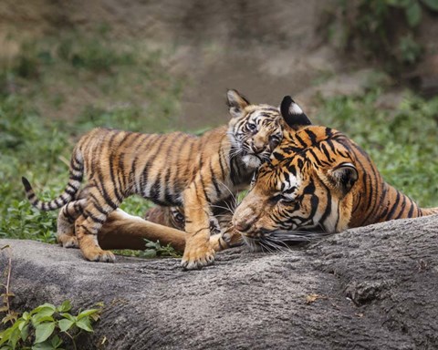 Framed Malayan Tiger Cub: Priceless Print