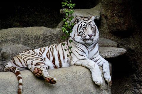 Framed White Tiger Print