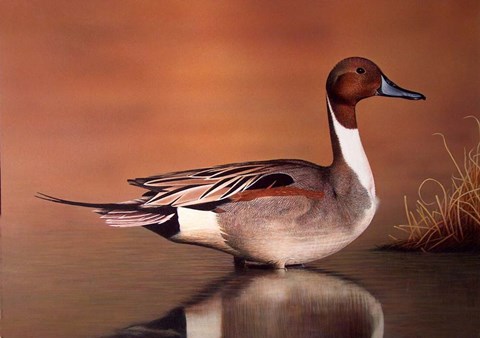 Framed Northern Pintail II Print