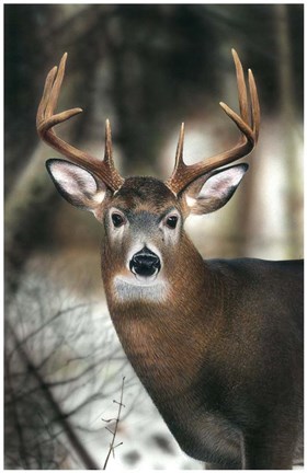 Framed White-tail Buck-close up Print
