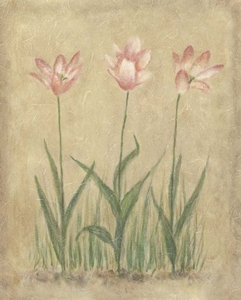 Framed Blooming Tulips II Print