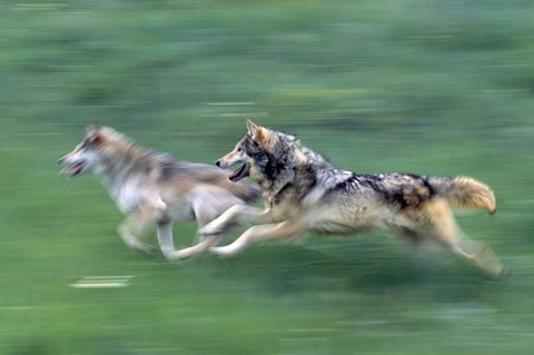 Framed Running Wolves Print