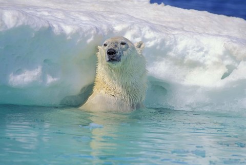 Framed Polar Bear Near Chunk of Ice Print