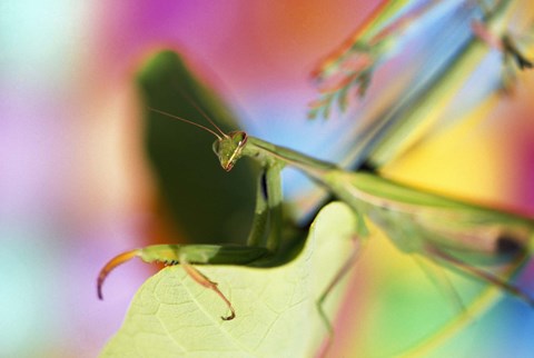 Framed Preying Mantis and Colorful Background Print