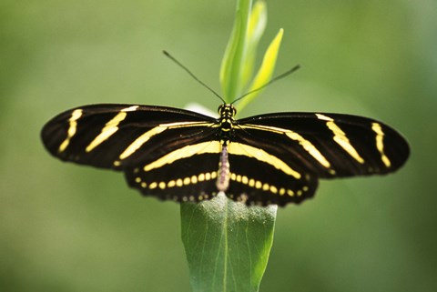 Framed Yellow and Black Striped Butterfly Print