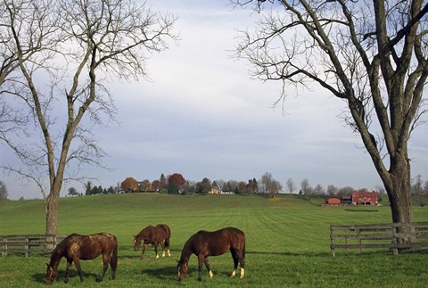Framed Horses Eating in Pasture Print