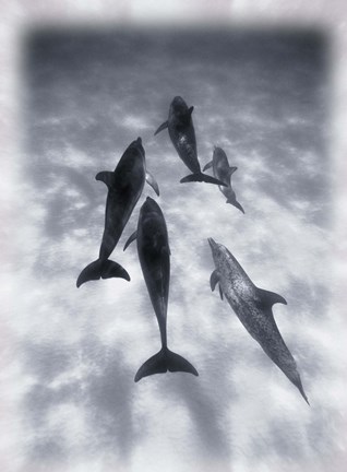 Framed Black and White Dolphins Swimming Print