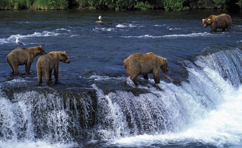 Framed Group of Brown Bears in Lake Print