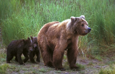 Framed Brown Bear and Cubs Print