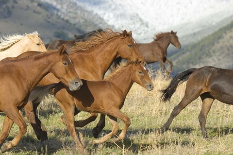 Framed Brown Wild Horses Running Print