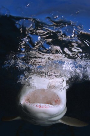 Framed Great White Shark Showing Teeth Print