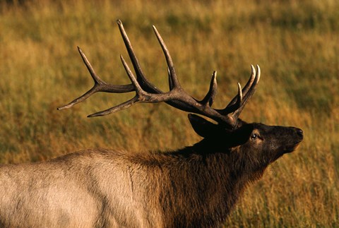 Framed Close Up of Moose Antlers Print