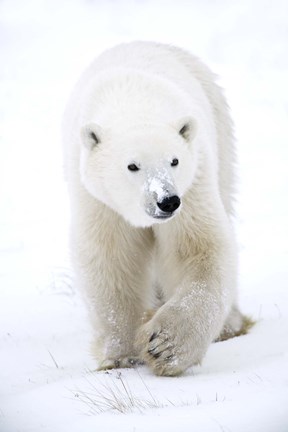Framed Polar Bear with Snow on Nose Print