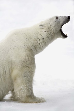 Framed Polar Bear Roaring Print