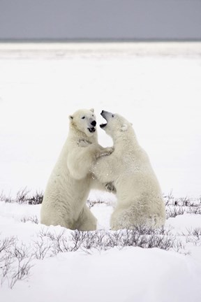 Framed Polar Bears Hugging Print