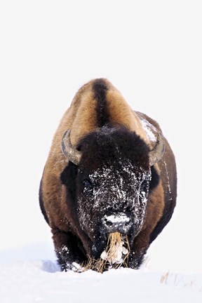 Framed Bison Eating in Snow Print