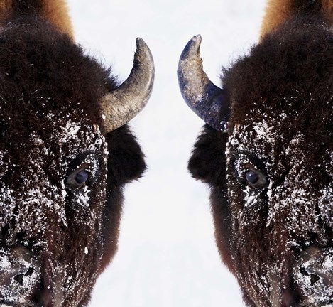 Framed Mirror Image of Snowy Bison Print
