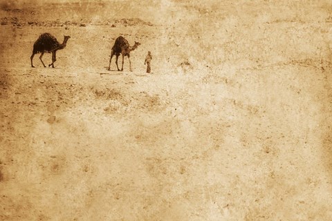 Framed Two Camels and Traveler in Desert Print